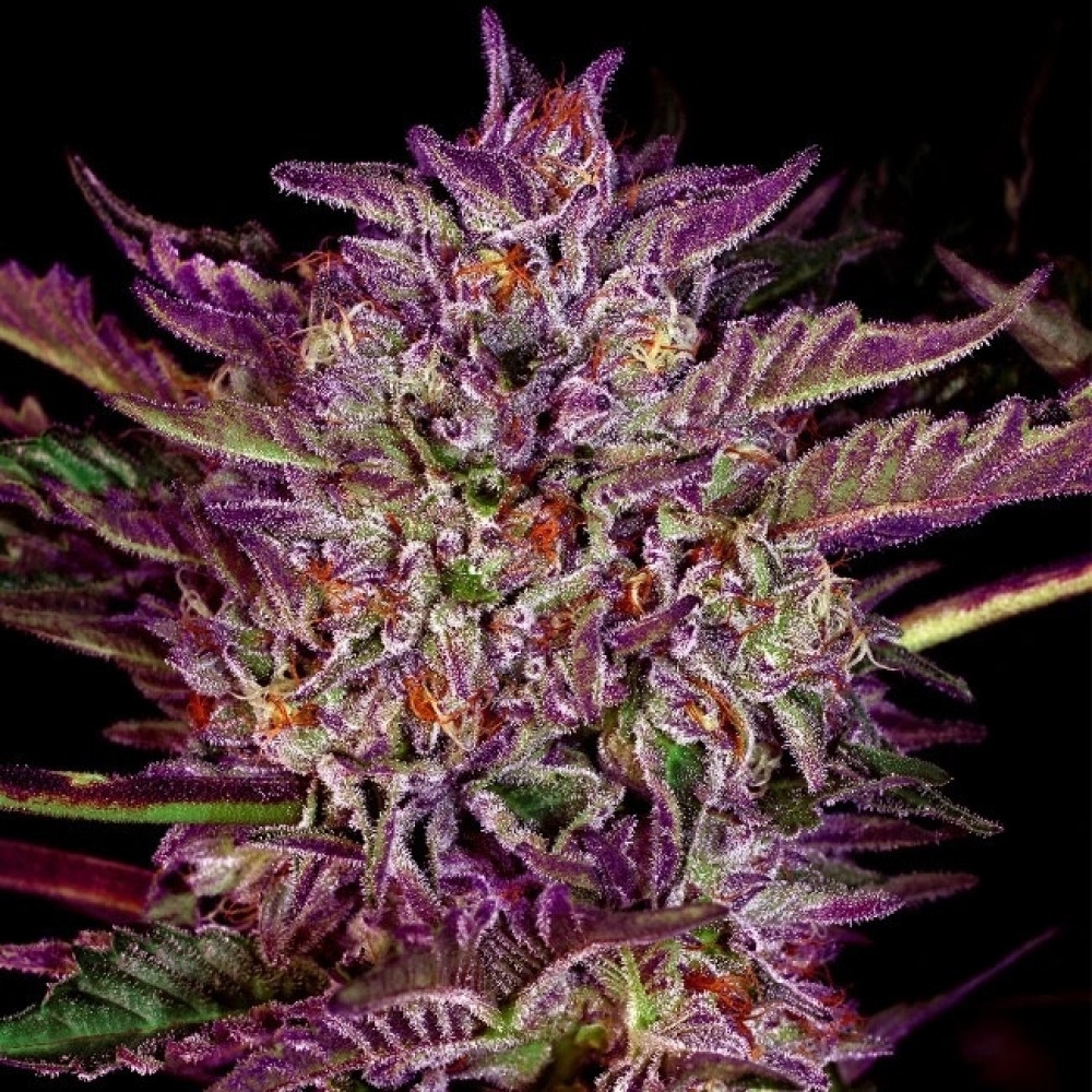 Purple Bud Feminisiert (Auto) White Label - 1 Samen