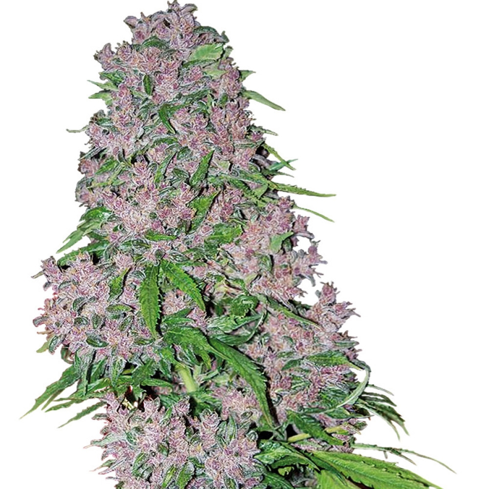 Purple Bud Feminisiert (White Label) - 10 Samen