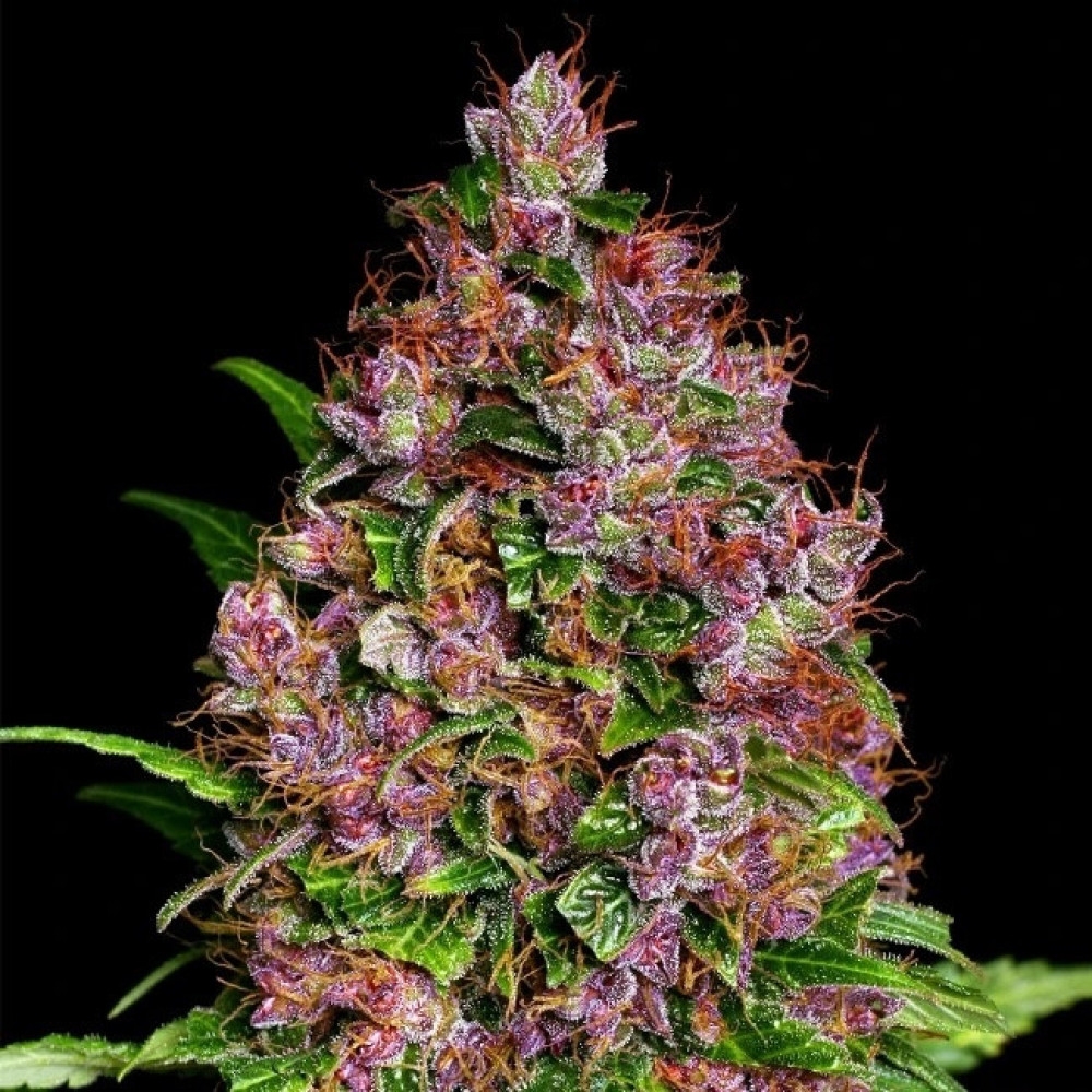 Purple Bud Feminisiert (White Label) - 3 Samen