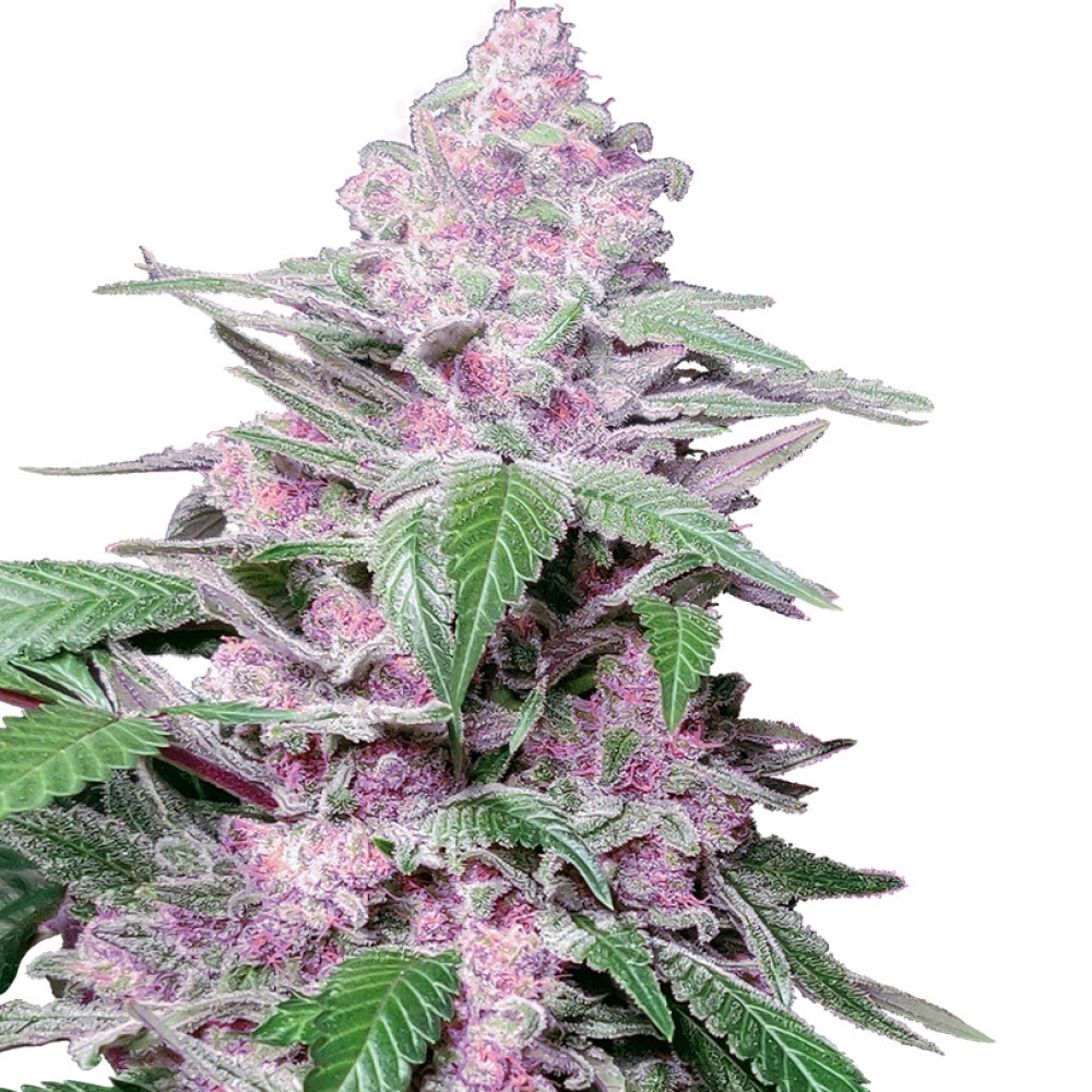 Purple Cookie Kush Feminisiert - 1 Samen