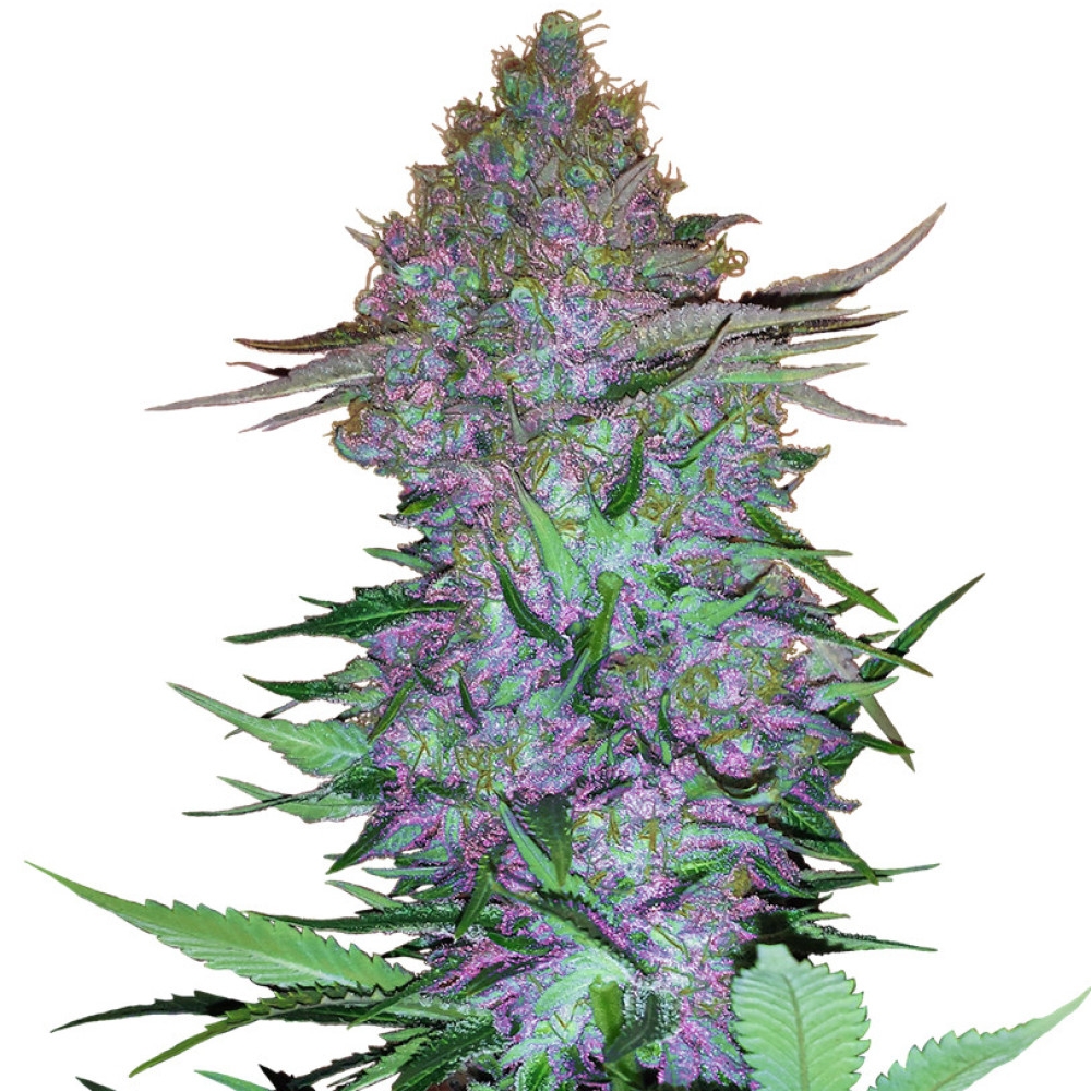 Purple Skunk Feminisiert (Auto) - 10 Samen