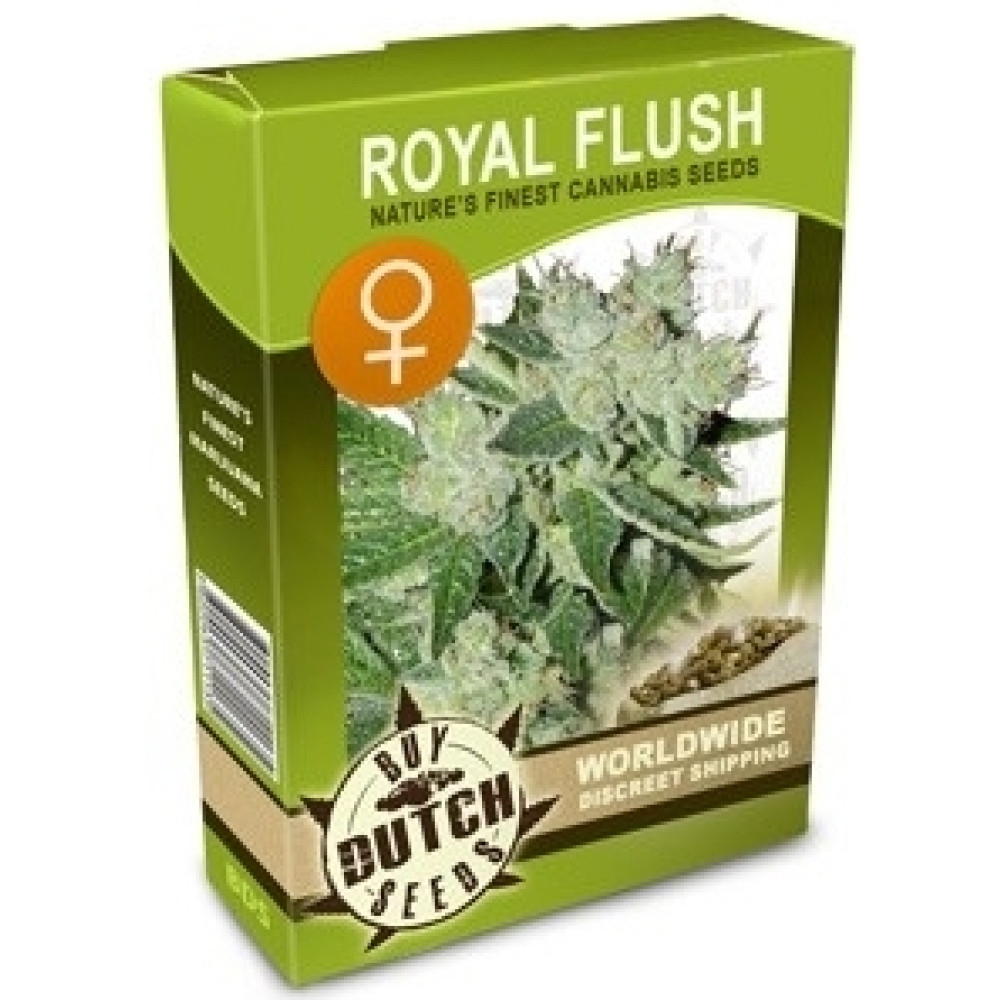 Royal Flush Feminisiert - 5 Samen