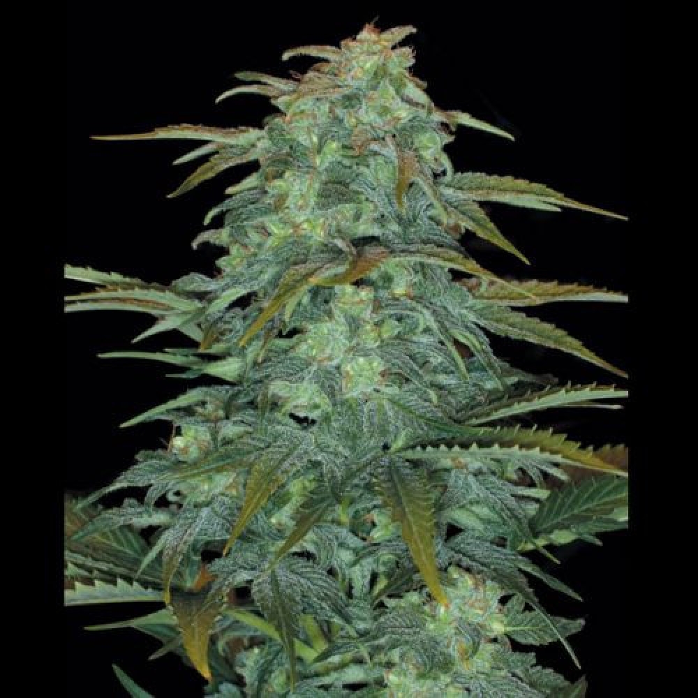 Royal Haze Feminisiert Automatic - 10 Samen