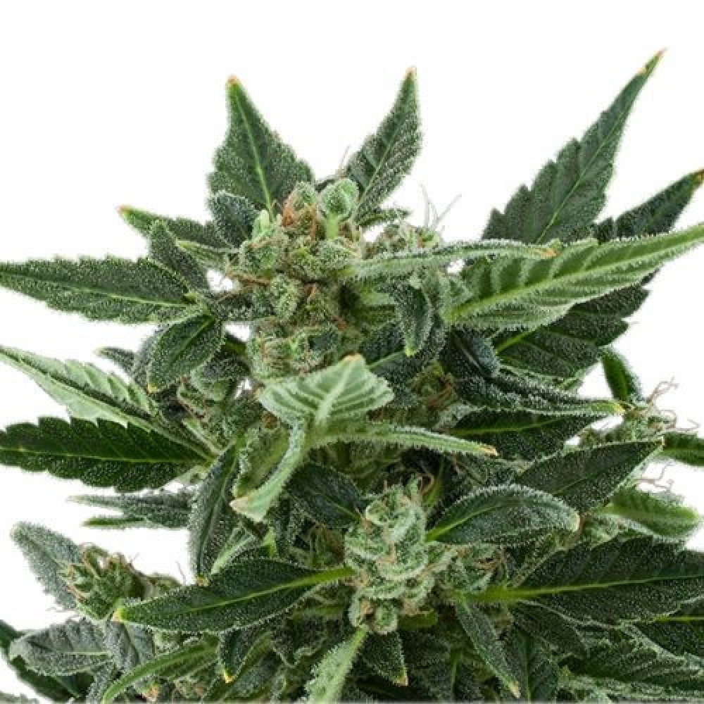 Royal Kush Feminisiert Automatic - 10 Samen