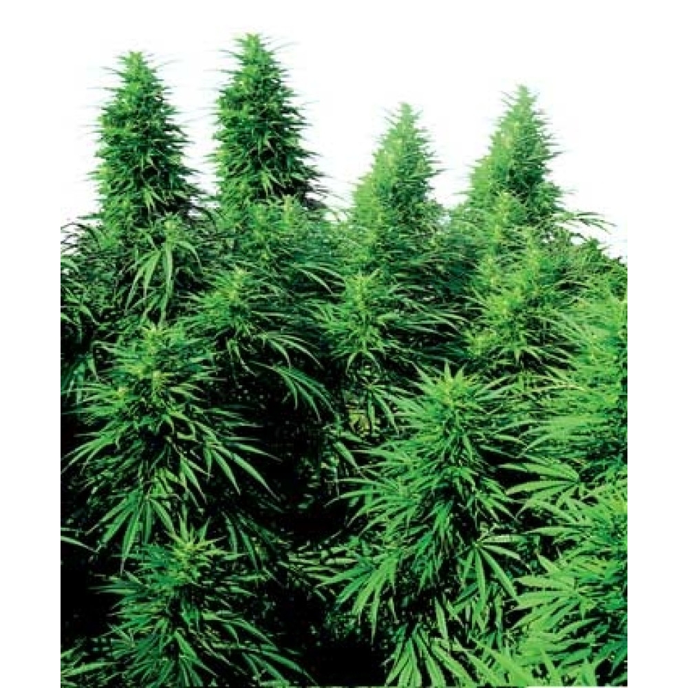 Ruderalis Skunk - 10 Samen