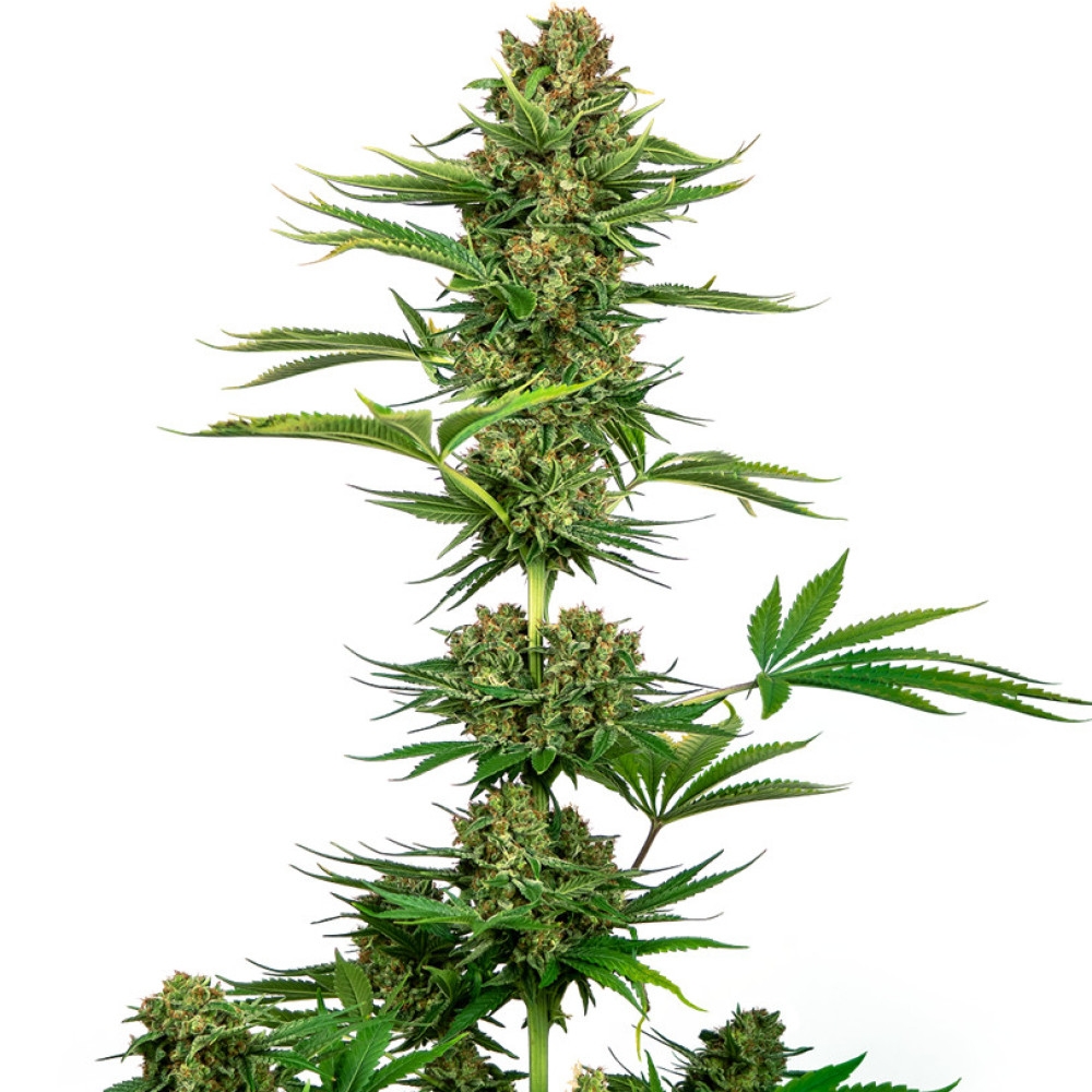 Satin Black Domina CBD Feminisiert - 3 Samen