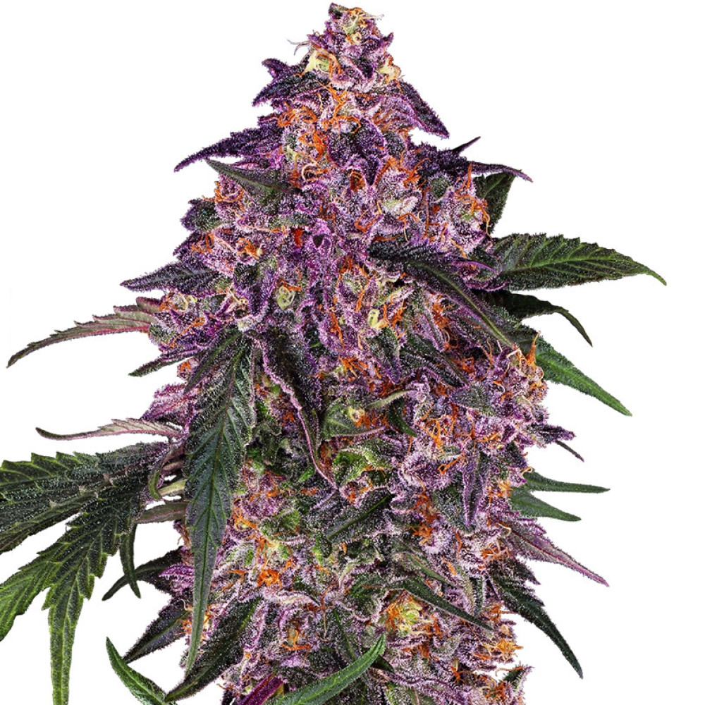 Sensi Purple Kush Feminisiert - 10 Samen