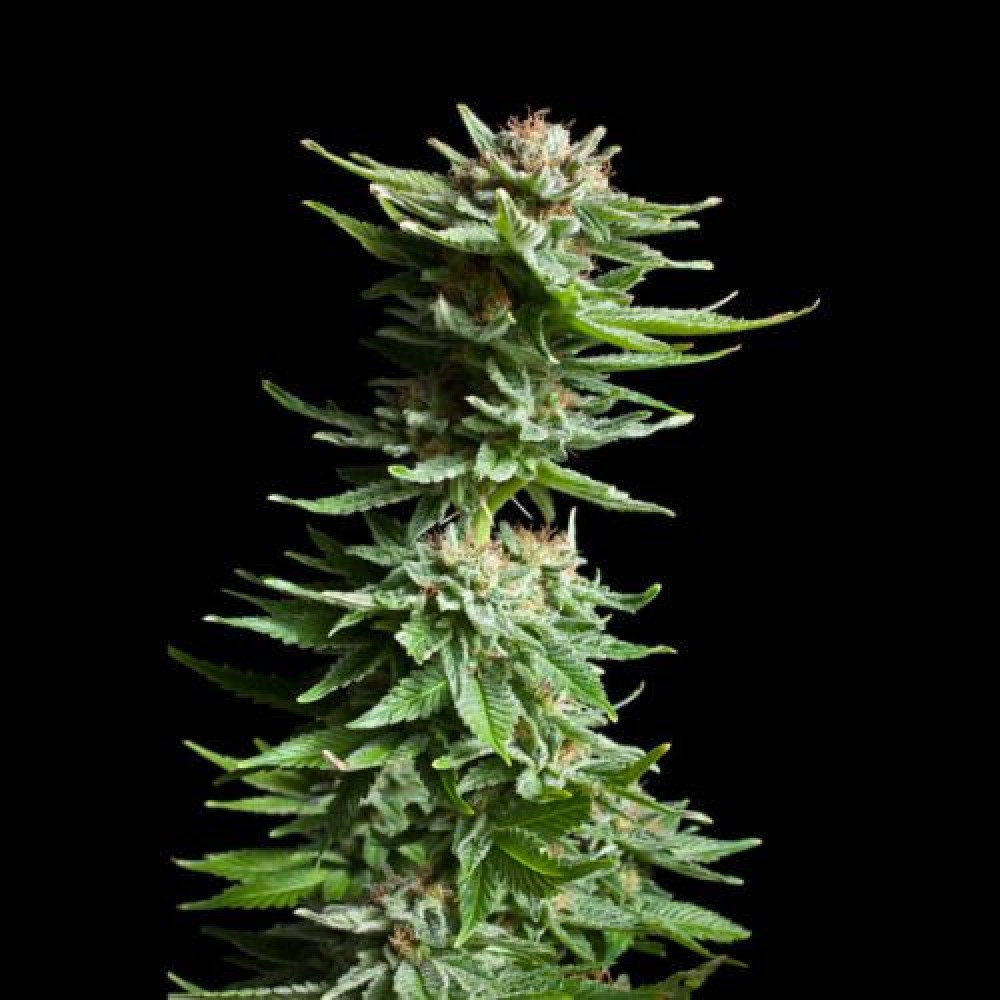 Shining Silver Haze Feminisiert - 5 Samen