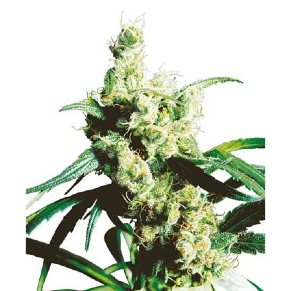 Silver Haze - 10 Samen