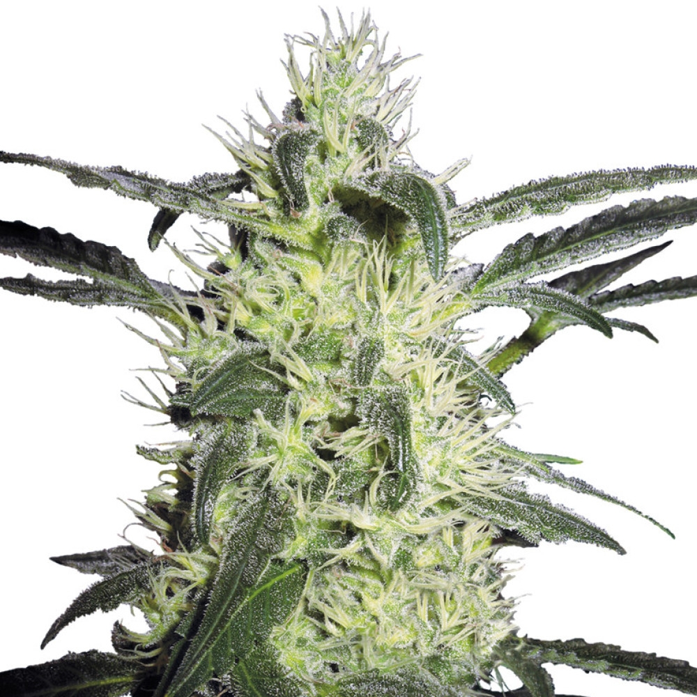 Silver Haze #9 Feminisiert - 3 Samen