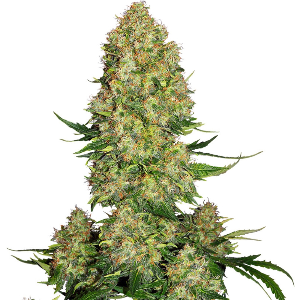 Skunk #1 Automatic - 3 Samen