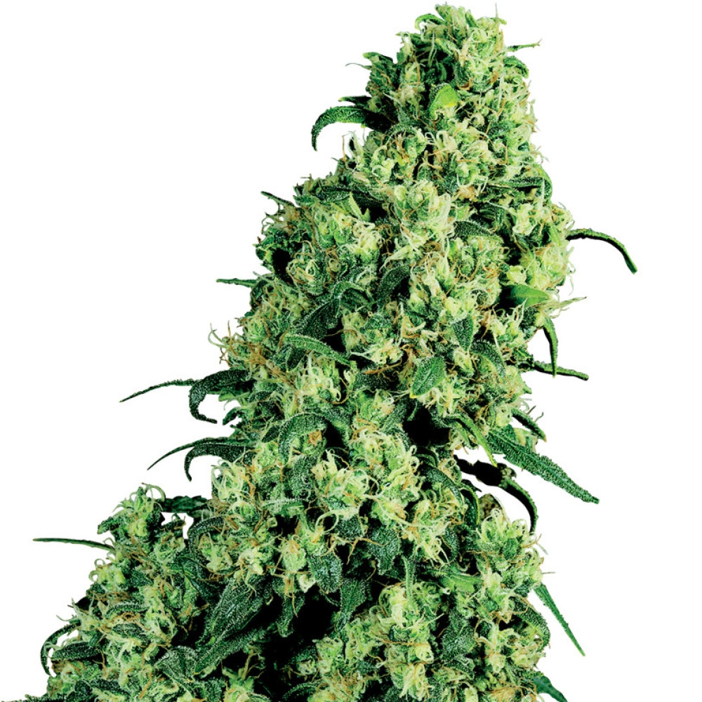 Skunk #1 Feminisiert (White Label) - 1 Samen