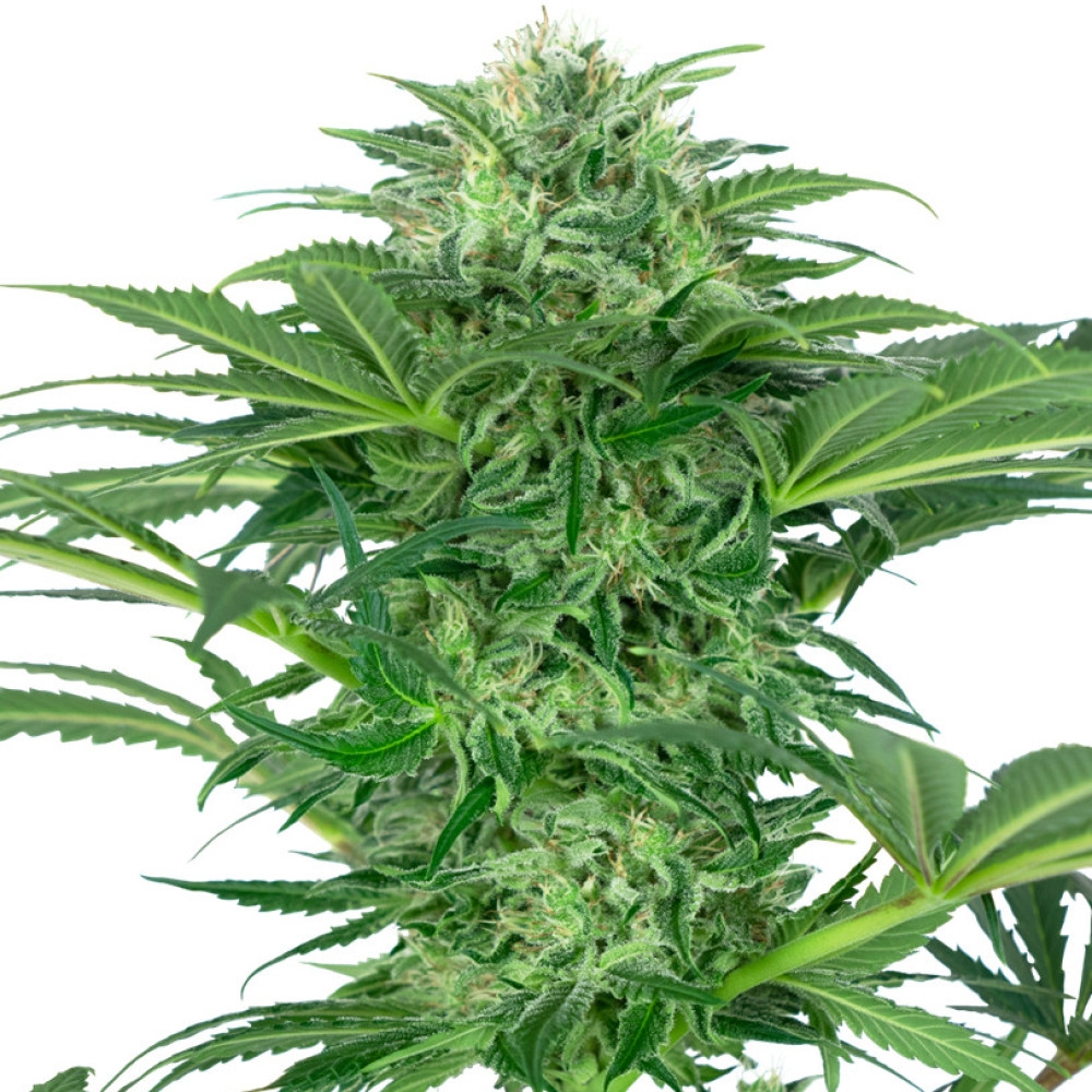 Skunk Dream CBD Feminisiert - 3 Samen