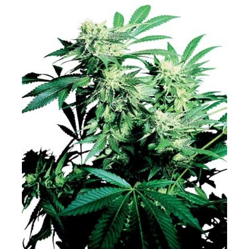 Skunk Kush - 10 Samen