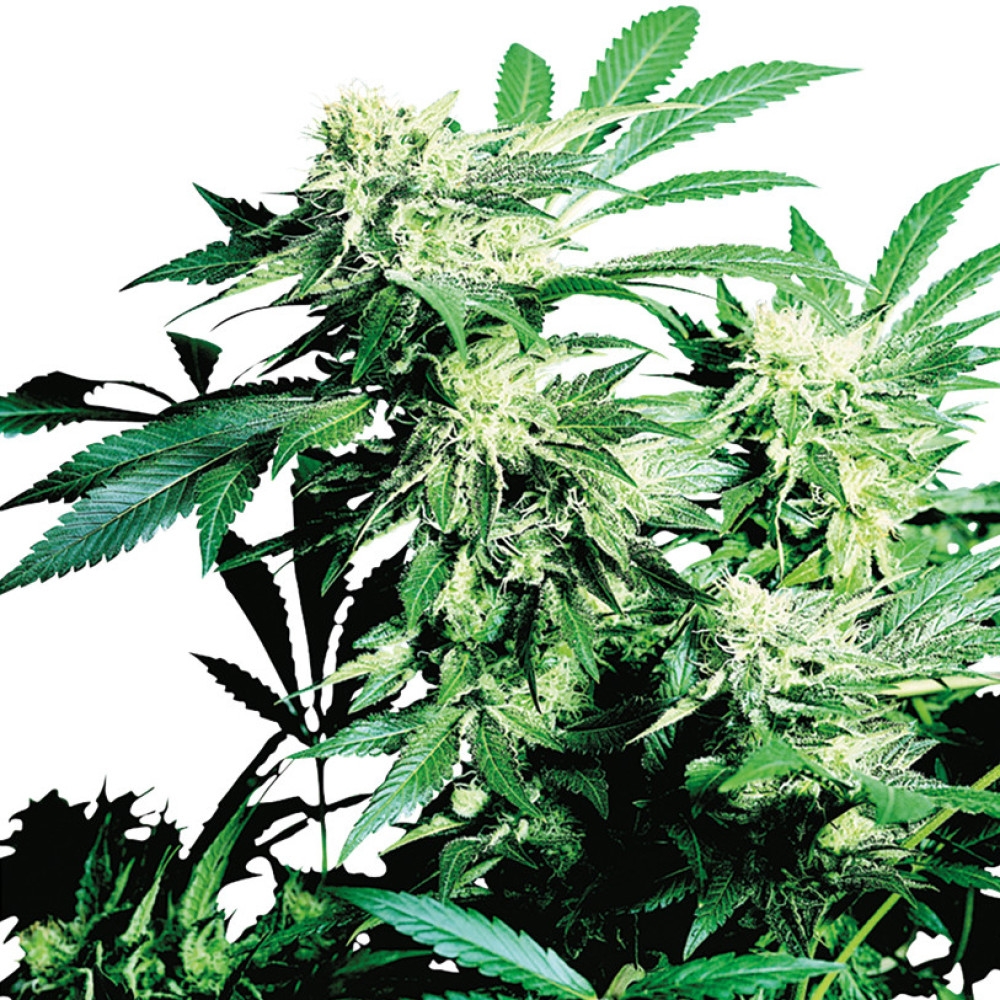 Skunk Kush Feminisiert - 3 Samen