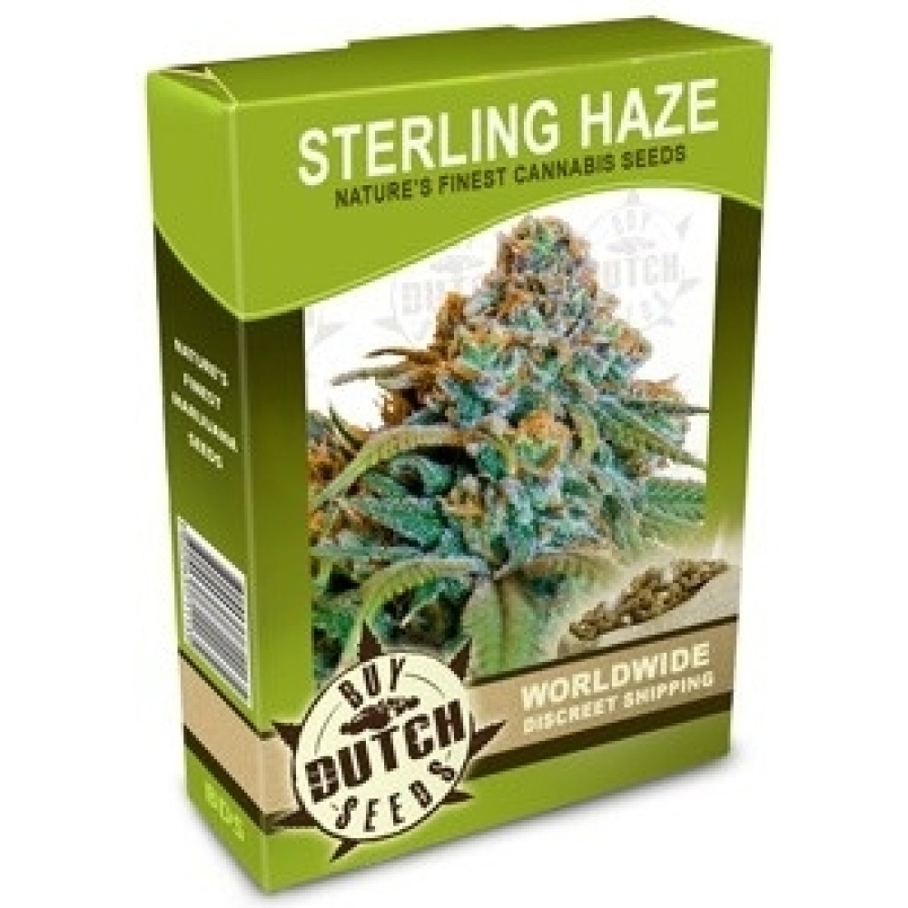 Sterling Haze - 10 Samen