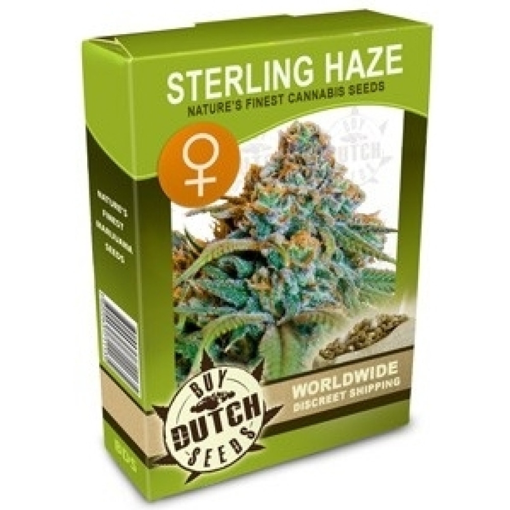 Sterling Haze Feminisiert - 5 Samen