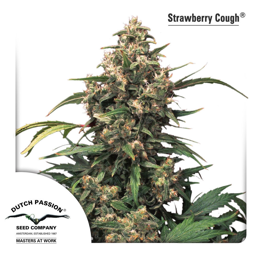 Strawberry Cough Feminisiert - 10 Samen