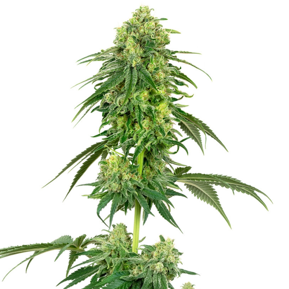 Strawberry Kush Feminisiert (White Label) - 3 Samen