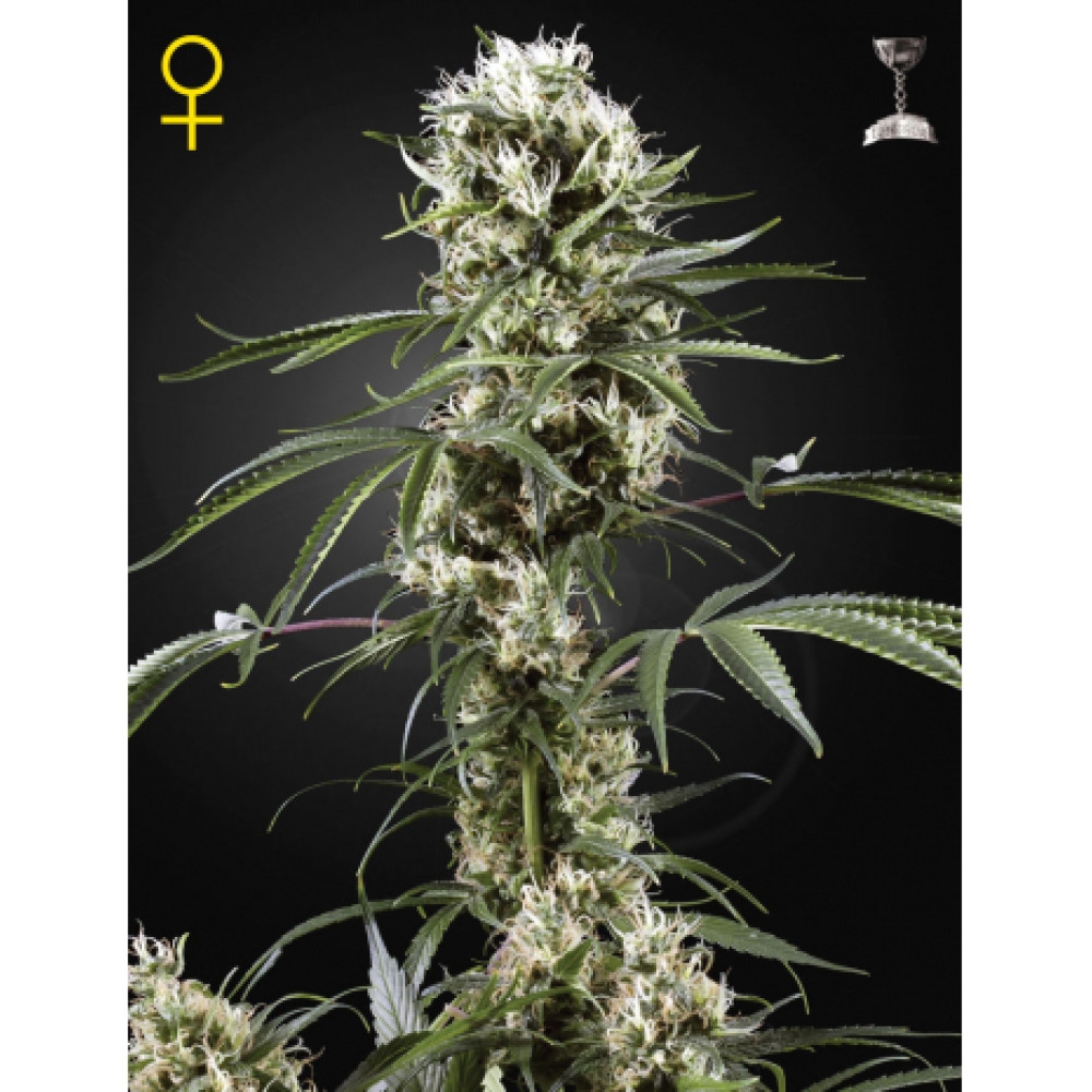 Super Lemon Haze Feminisiert - 10 Samen