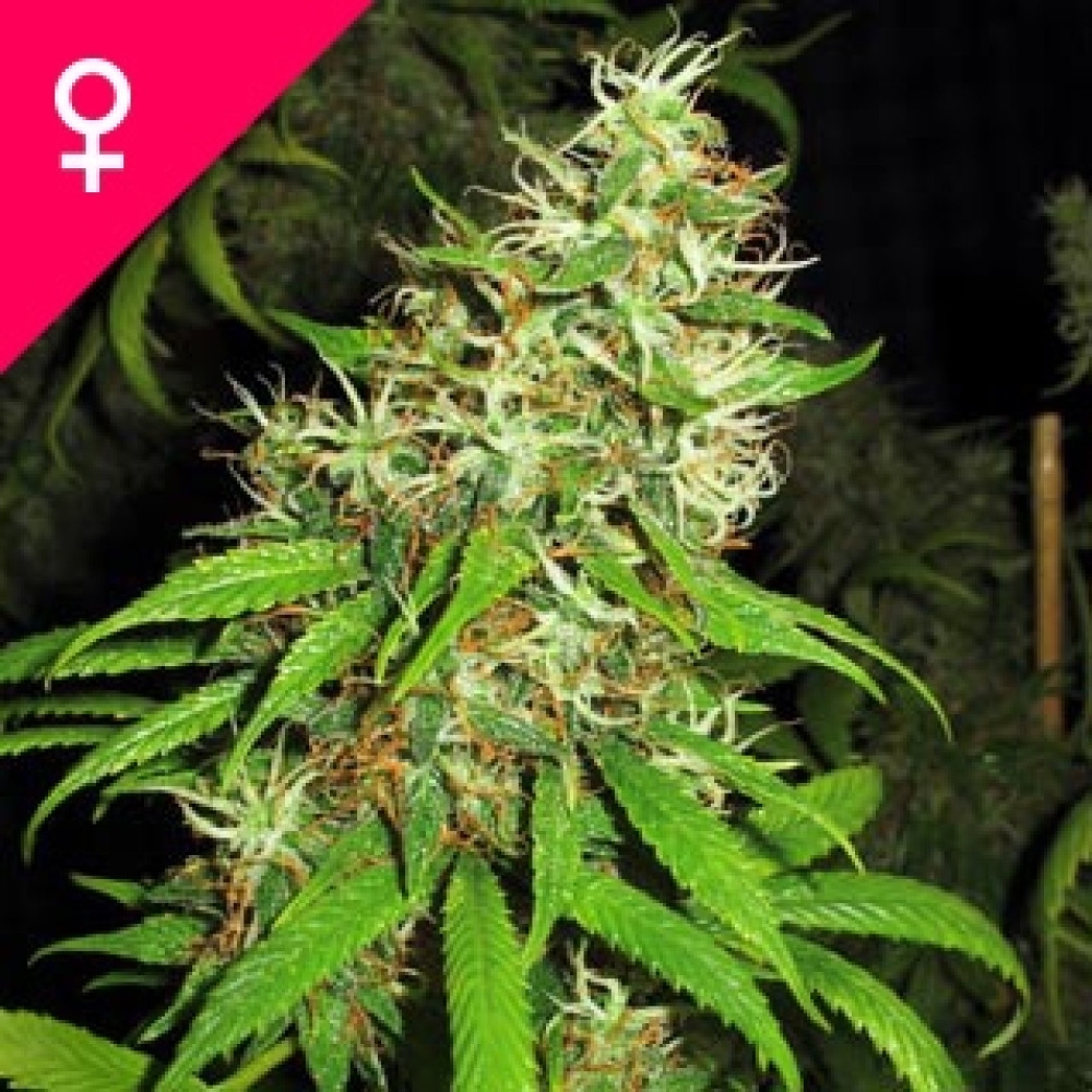 Super Silver Cheese Feminisiert - 5 Samen