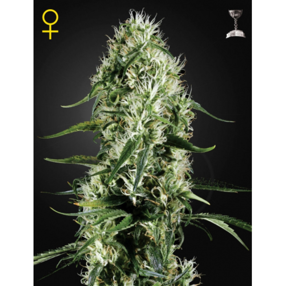 Super Silver Haze Feminisiert - 5 Samen