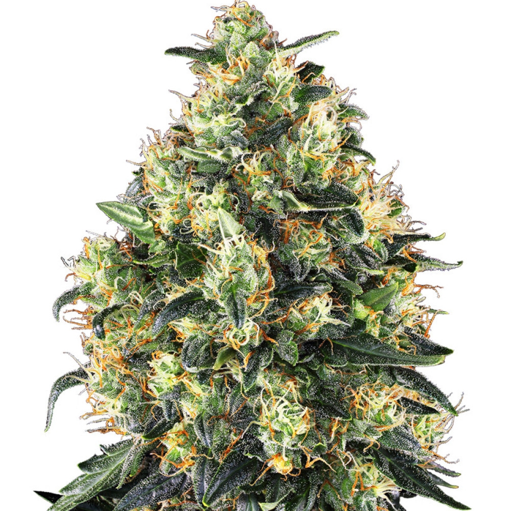 Super Skunk Automatic - 10 Samen