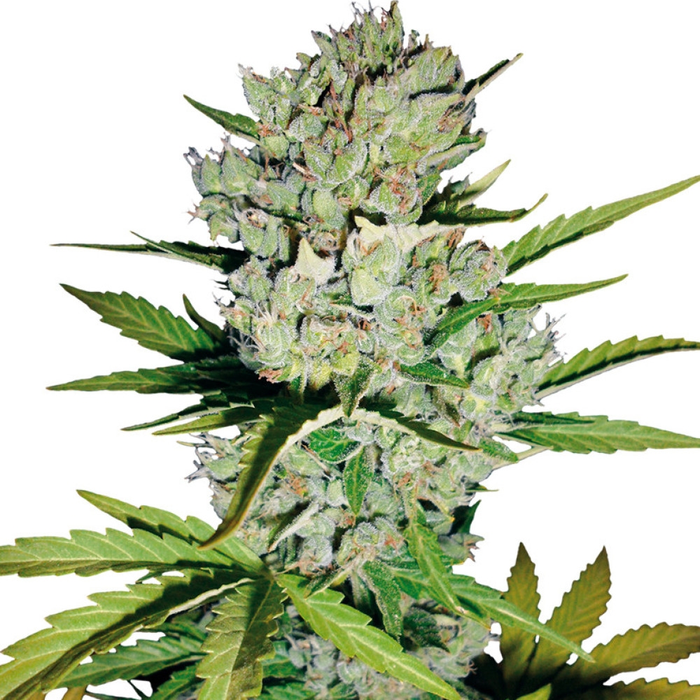 Super Skunk Automatic (White Label) - 10 Samen