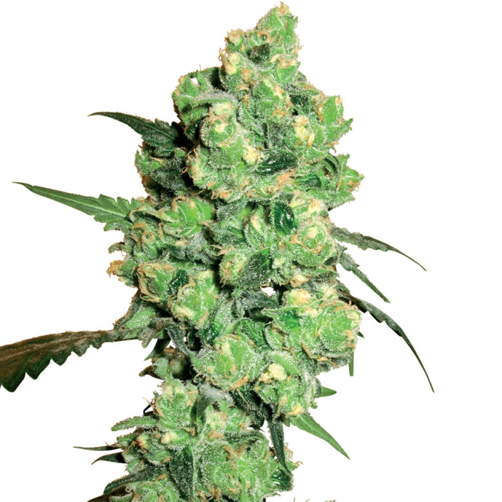 Super Skunk Feminisiert (White Label) - 10 Samen