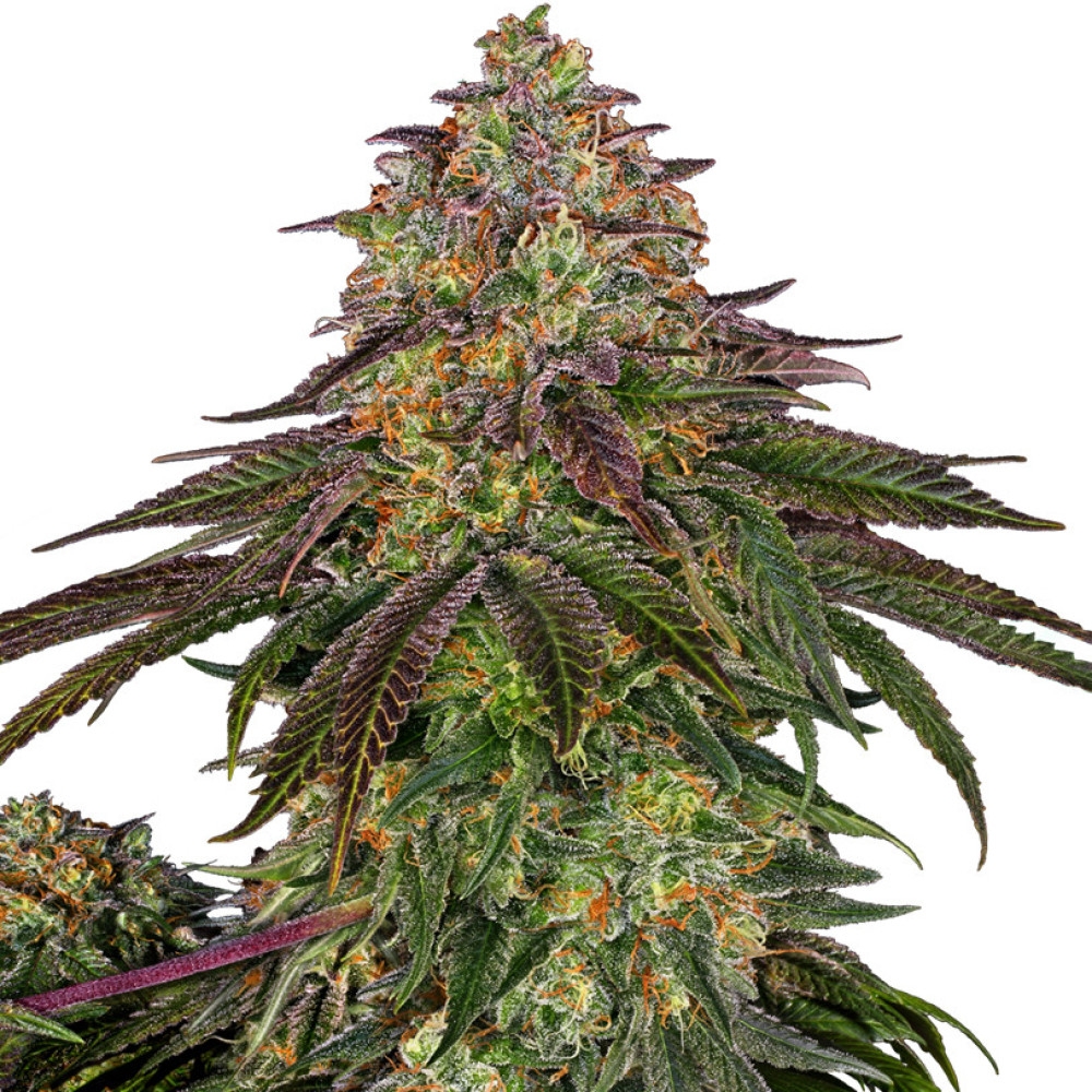 Sweet Cherry Kush Feminisiert - 1 Samen