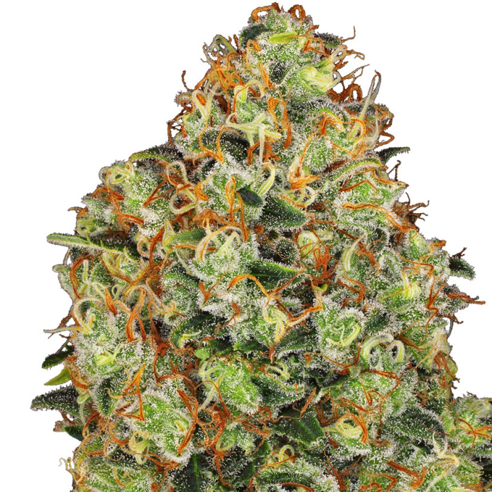 Sweet Tangerine Tango Feminisiert (Auto) White Label - 10 Samen