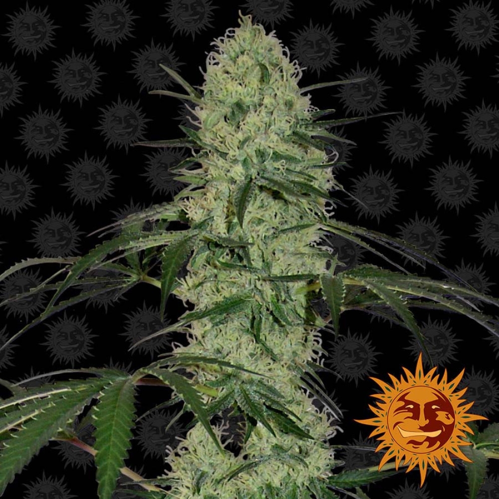 Tangerine Dream Feminisiert (automatic)  - 5 Samen