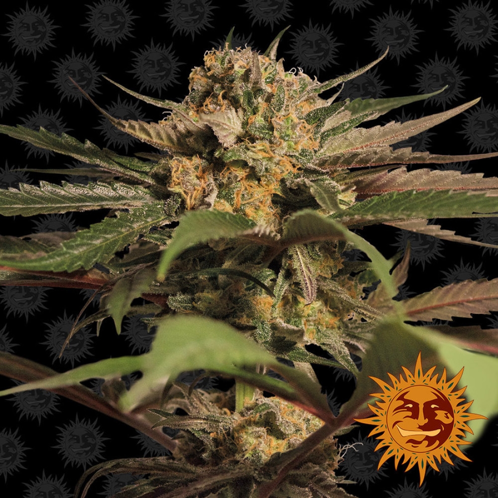 Violator Kush Feminisiert - 5 Samen