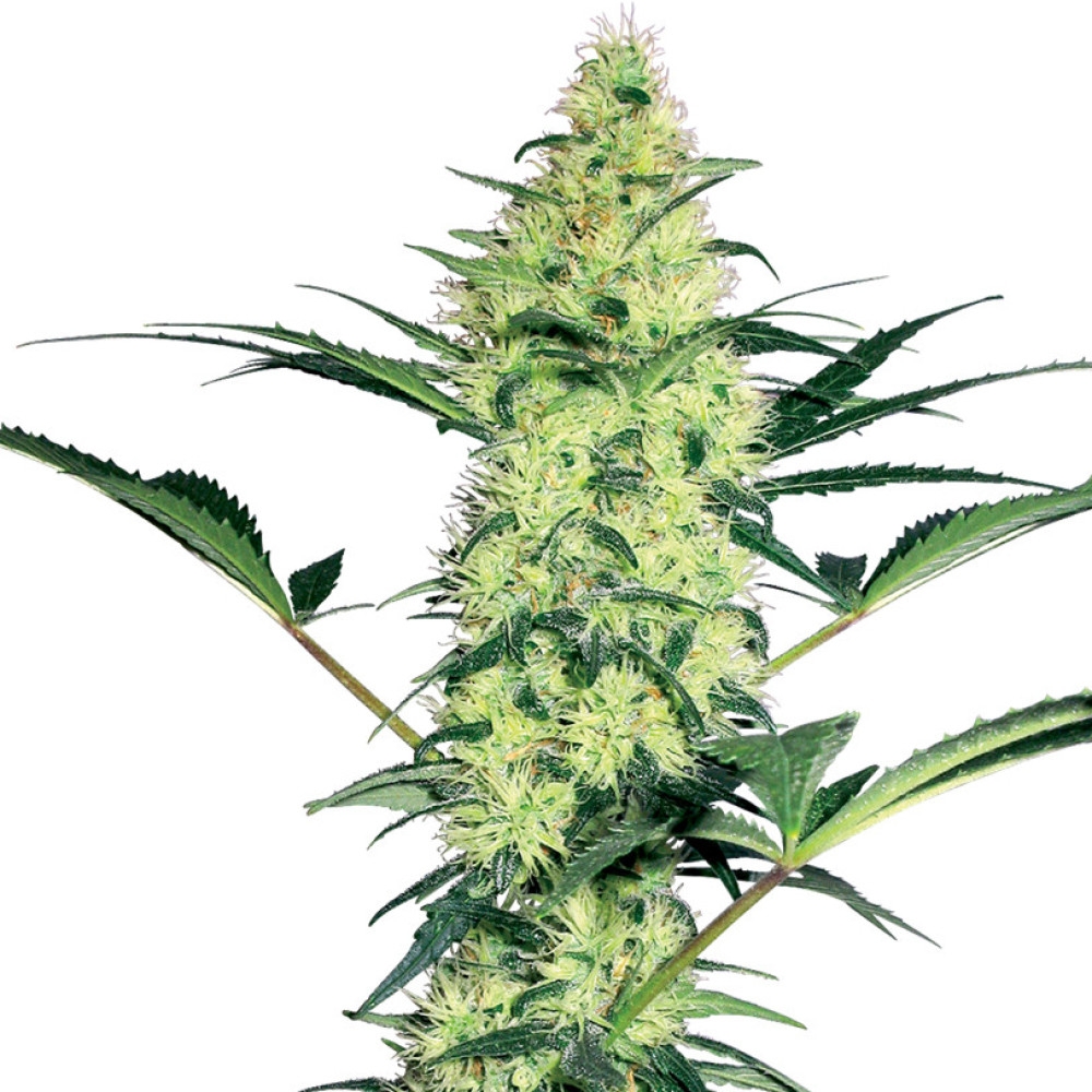 White Diesel Feminisiert (White Label) - 10 Samen