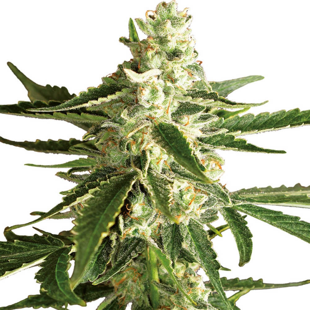 White Diesel Haze Automatic - 5 Samen