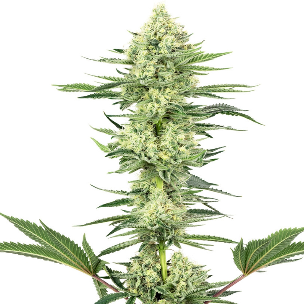 White Gorilla Haze Feminisiert (White Label) - 1 Samen