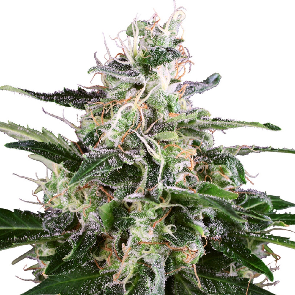 White Skunk Feminisiert (Auto) White Label - 3 Samen