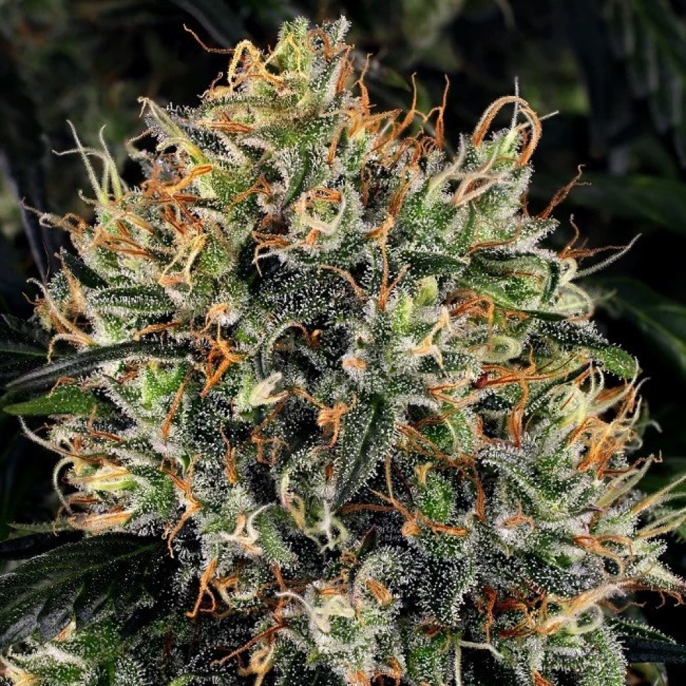 White Widow - 10 Samen