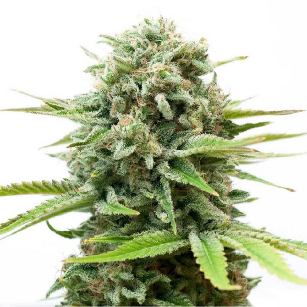 White Widow Automatic - 5 Samen