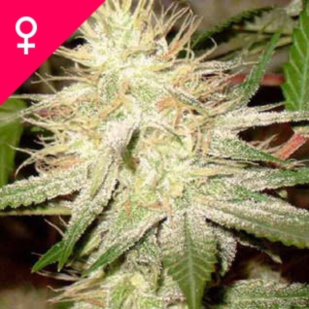 White Widow Feminisiert - 5 Samen