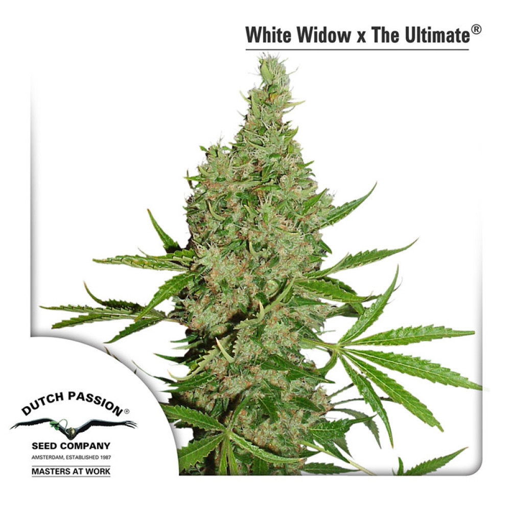 White Widow X The Ultimate - 10 Samen