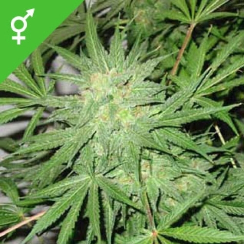 Northern Lights X Big Bud Hanfsamen Diskret Bestellen