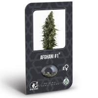 Afghani #1 Feminisiert (auto) (Classic Redux Serie) - 10 Samen