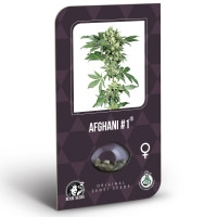 Afghani #1 Feminisiert (Classic Redux Serie) - 5 Samen