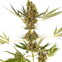 Alpine Delight CBD Feminisiert (Auto) - 10 Samen