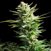 Amnesia Haze Feminisiert - 10 Samen