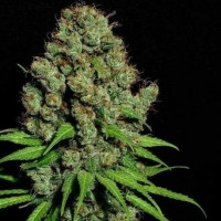 Aurora Indica Feminisiert - 5 Samen