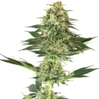 Banana Kush Feminisiert (White Label) - 3Samen