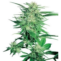 Big Bud - 10 Samen