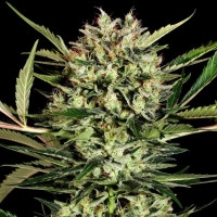 Big Bud Automatic - 5 Samen